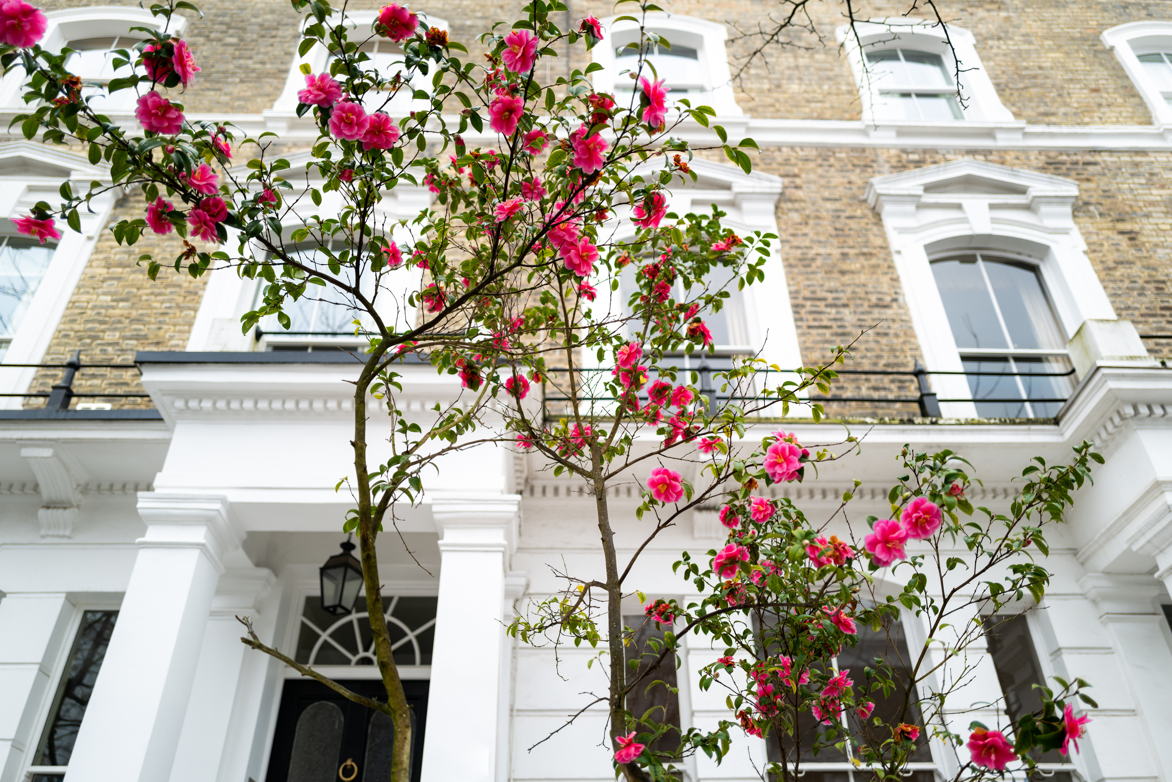 London-townhouse-flower-facade